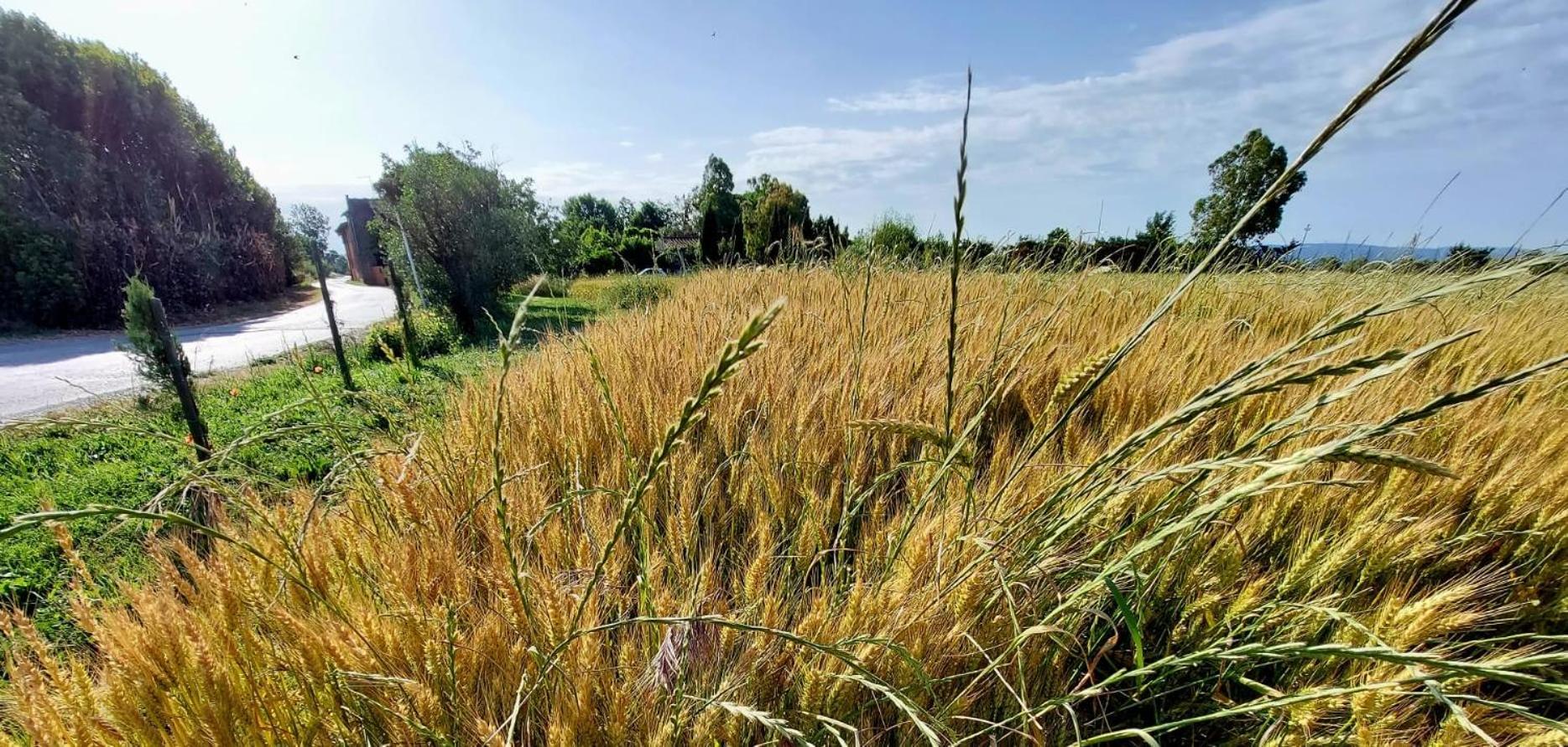 Il Cantuccio Cascina Zewnętrze zdjęcie